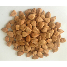 Almond, Blanched Almond, Roasted Almond, Sweet Almond, Bitter Alond